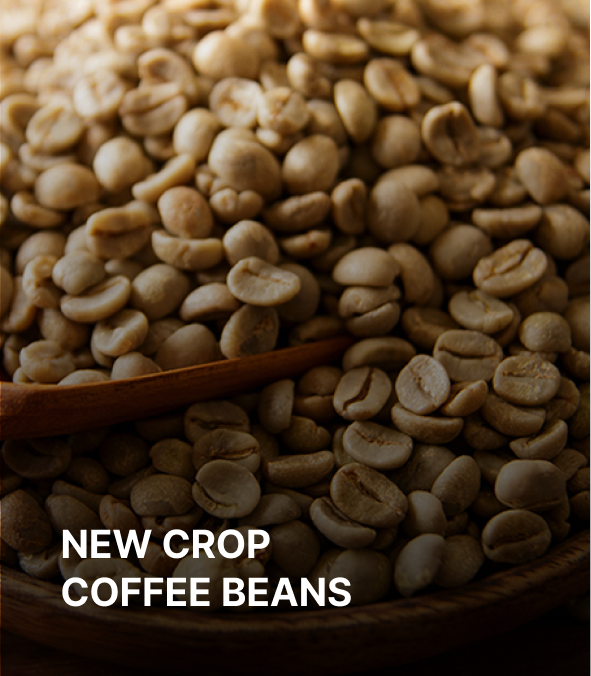 NEW CROP
                                COFFEE BEANS
