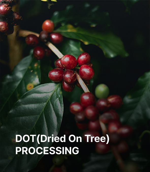 DOT(Dried On Tree)
                                PROCESSING