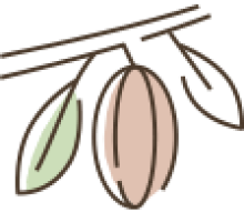Cacao Bean